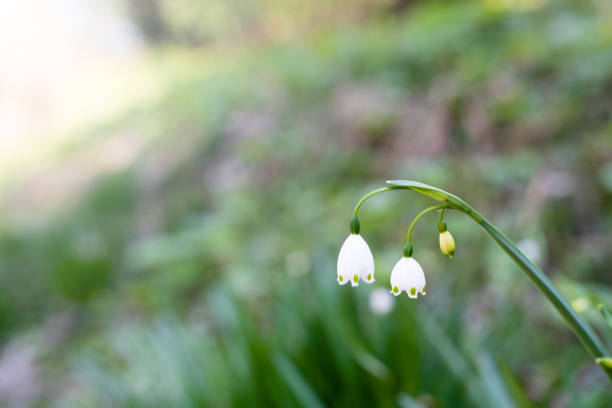 Small white lily of the valley