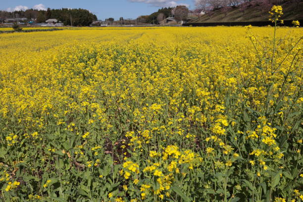 istock Rape field in Ibaraki prefecture, Japan 1390425891