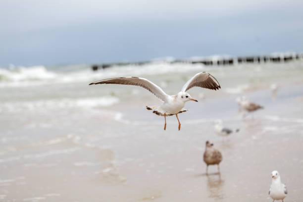 istock Seagull in the natural environment on the Baltic Sea. 1390425939