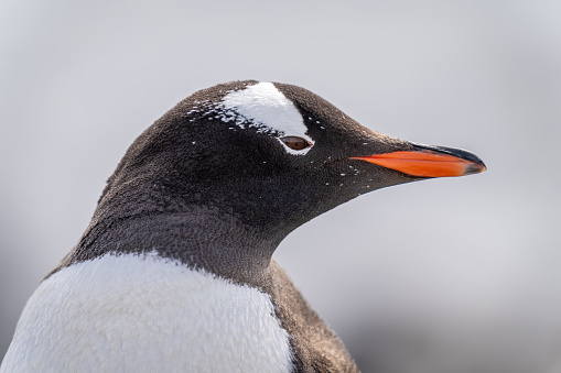 Close-up of gentoo penguin head pointing right