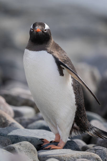 istock Close-up of gentoo penguin standing on shingle 1390426733