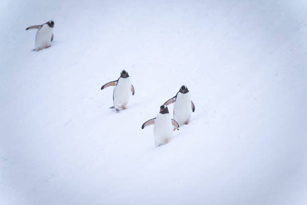 istock Four gentoo penguins waddle down snowy slope 1390427291
