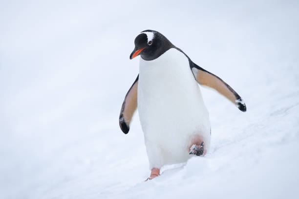 istock Gentoo penguin almost overbalances on snowy hillside 1390427298