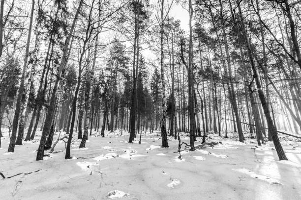 istock Beautiful view of the terrible winter forest. 1390427822