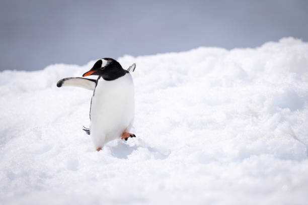 istock Gentoo penguin almost falls over on snow 1390427826