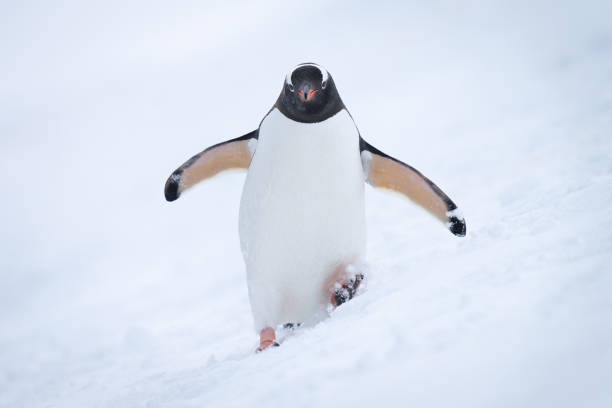 istock Gentoo penguin approaching camera on snowy hill 1390427854