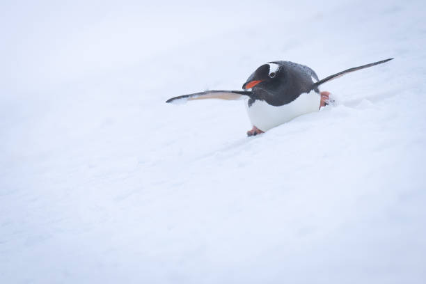 istock Gentoo penguin body surfing down snowy slope 1390427926