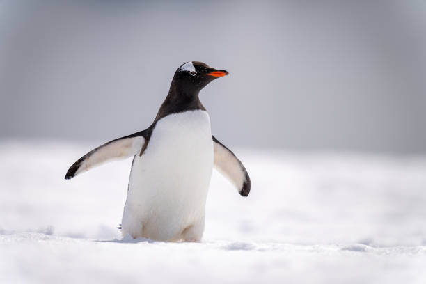 istock Gentoo penguin crosses snowy slope in sunlight 1390427975
