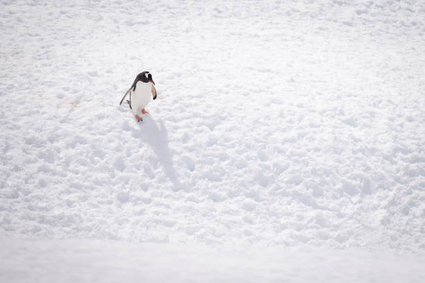 istock Gentoo penguin descends snowy slope casting shadow 1390428134