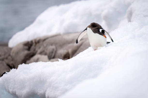 istock Gentoo penguin descends snow bank on shoreline 1390428143