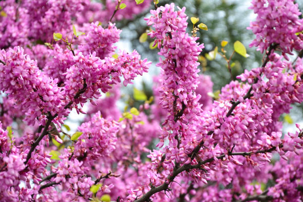 Cercis siliquastrum blooming tree. Pink flowers background. Judas tree branches in pink blossom. Beautiful summer nature. stock photo