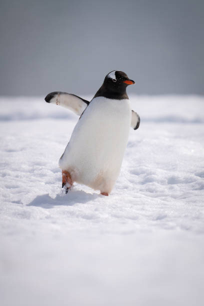 istock Gentoo penguin leans over waddling across snow 1390428452