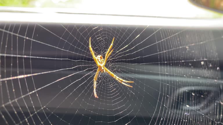 Up Thread 190+ Realistic Spider Stock Videos and Royalty-Free Footage - iStock