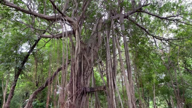 Banyan Tree and Hanging Roots