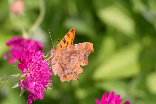 Comma butterfly - Polygonia c-album - sucks nectar with its trunk from the blossom of the Knautia arvensis - field scabious