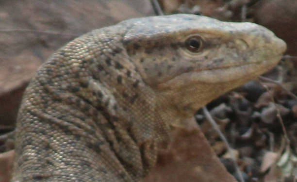 istock Bengal Monitor Lizard 1390432396