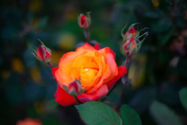 Orange roses. Rose bushes in garden. Details of nature of park. Background flowers.