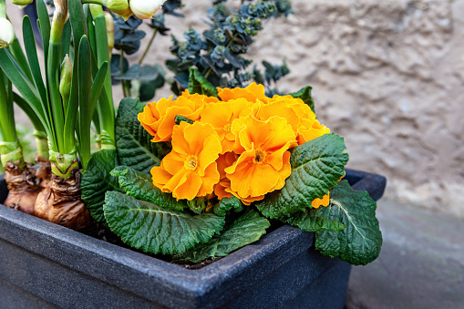 Primula acaulis, English primrose or Common primrose blooms in a pot in the spring