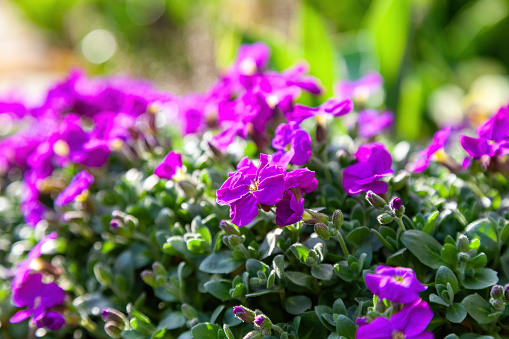 Bloom beautiful and delicate purple flowers. Background image of the nature