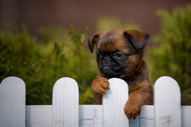 istock brussels griffon in summer garden 1390434449