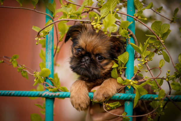Brussels Griffon Stock Photos, Pictures & Royalty-Free Images - iStock