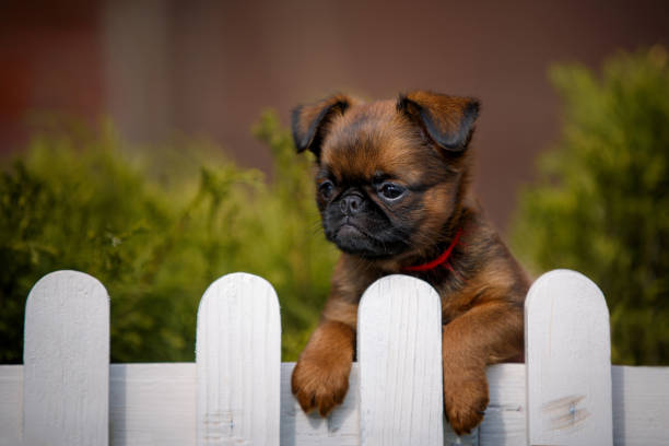 istock brussels griffon in summer garden 1390434526