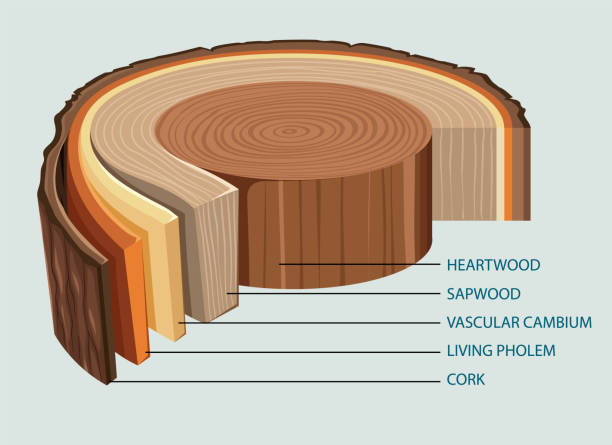 Anatomy of tree trunk vector art illustration