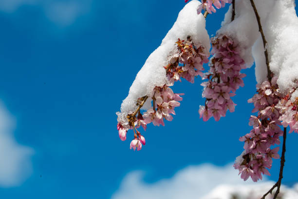 istock Ice crystals on cherry blossoms, flowering cherries, apple blossoms, April weather 1390436680