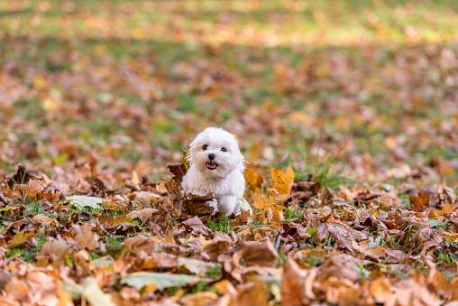 White Happy Maltese dog is running on autumn leaves.