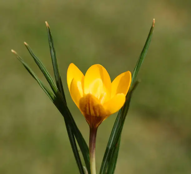Crocus is a bulbous plant that flowers in early spring.