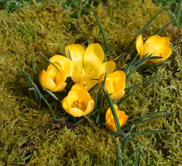 Crocus is a bulbous plant that flowers in early spring.