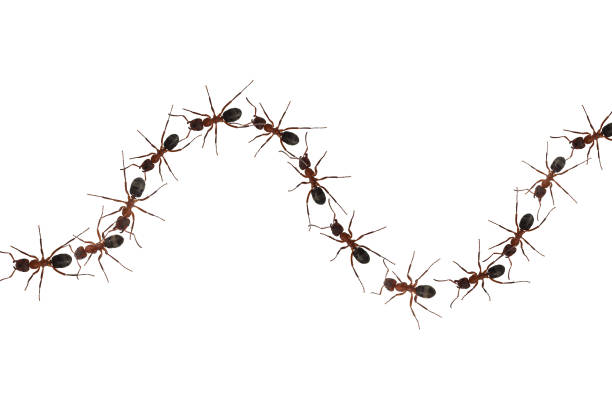 istock Red wood ant, Formica rufa 1390441362