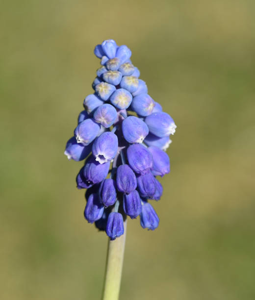 Grape Hyacinth, Muscari latifolium Grape Hyacinth, Muscari latifolium is an early bloomer with beautiful blue flowers. muscari latifolium stock pictures, royalty-free photos & images