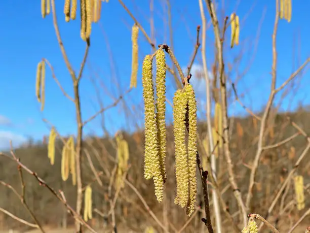 Hazelnut catkin, Corylus avellana, is a native bush or tree species that can cause allergies.