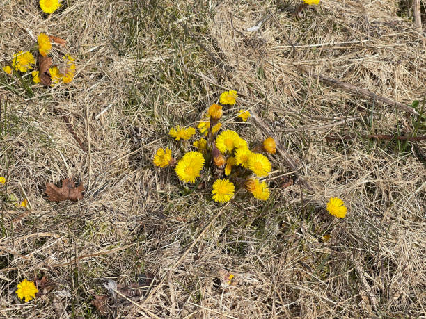 Huflattich, Tussilago Farfara