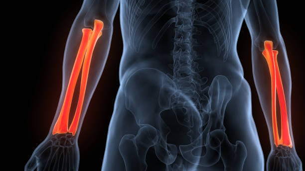 istock Human Skeleton System Radius and Ulna Bone Joints Anatomy 1390443518