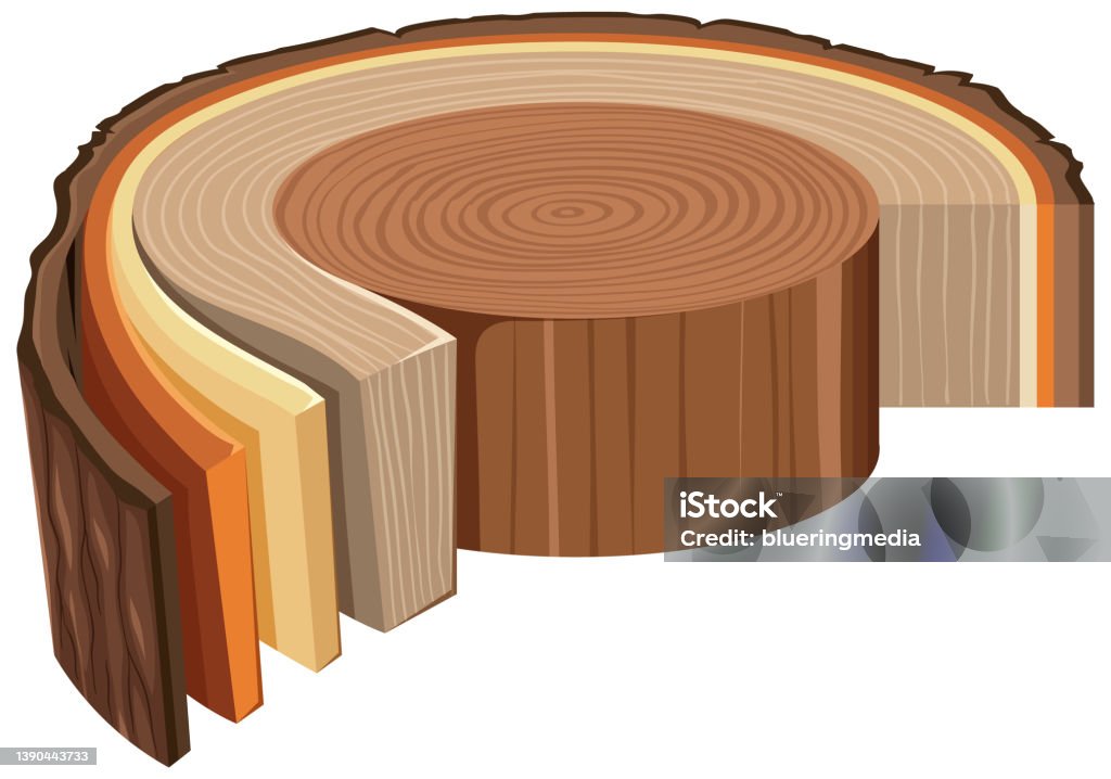 Tree Trunk Body Anatomy Of Tree Trunk Stock Illustration - Download Image Now - Tree ...