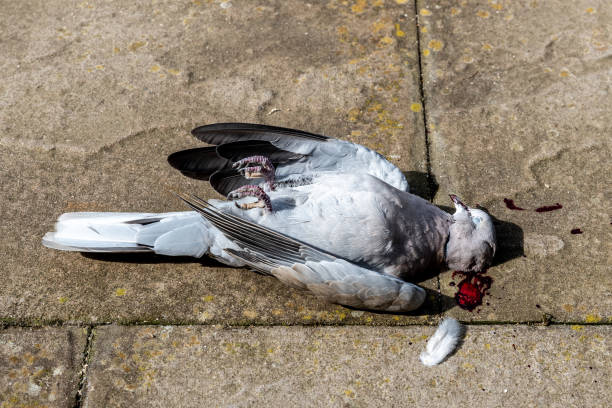 istock dead pigeon on the ground 1390445048