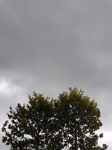 A gloomy sky behind the tree