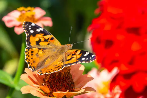 Photo of Close-up of a butterfly on a flower in a blooming summer park. The monarch butterfly pollinates flowers on a summer day on a soft background. Floral background with insects for the designer