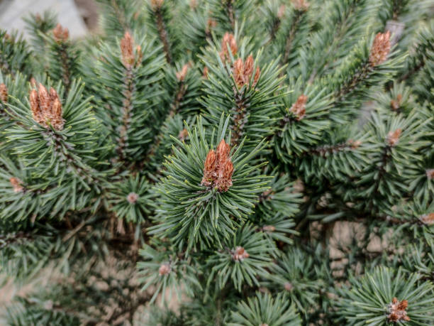 istock Mountain spruce (Picea engelmannii) in the park 1390447139