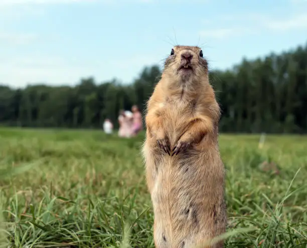 Photo of European gopher is looking at camera on the lawn. Close-up. Portrait of a rodent.