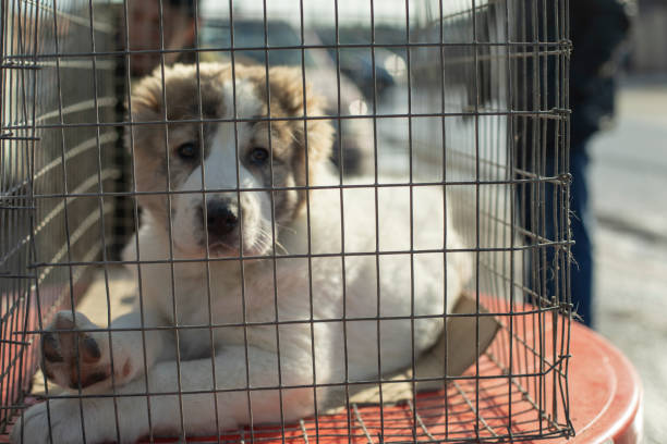 istock Alabai is small. Pet in carrier. 1390447394