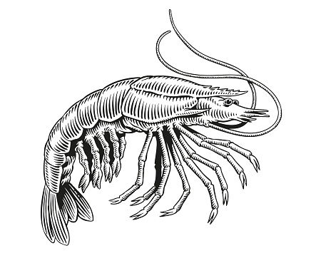 Shrimp or prawn black and white engraving or etching vector illustration for menu, poster or label.