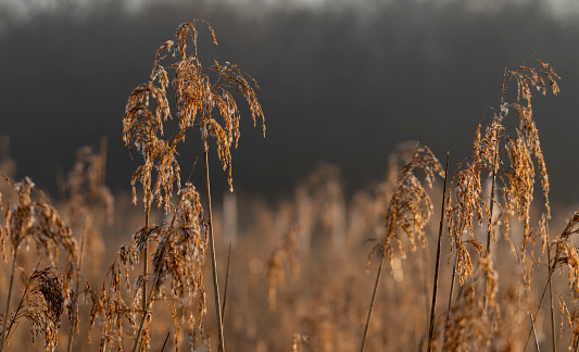 Close up of a reedbed on a misty spring morning with condensation backlit by the sun. Gosforth Nature Reserve, Gosforth, Tyne and Wear.