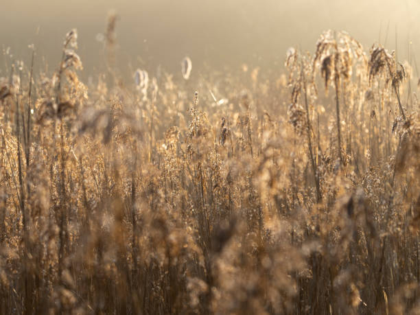 istock Close up of a reedbed 1390449195