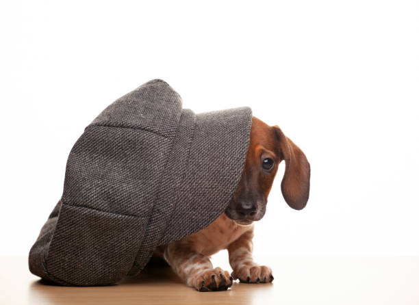 istock image of dog cap white background 1390449364