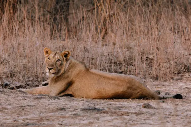Asiatic Lion resting during a hot a summer afternoon at the Gir Forest located in Gujarat, India.