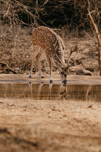 istock Chital also known as Spotted Deer. 1390449753