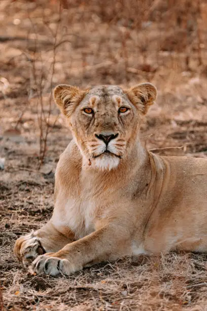 Female Asiatic Lion resting on a hot a summer afternoon at the Gir Forest located in Gujarat, India.